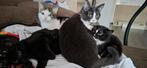 3 poezen, Dieren en Toebehoren, Katten en Kittens | Raskatten | Korthaar, Poes