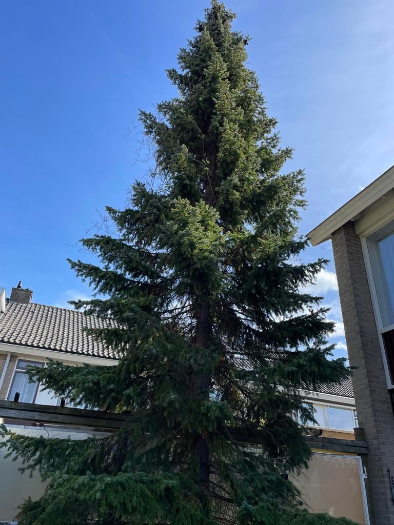 Gezocht: boom kappen en verwijderen, Ophalen, Volle zon, Overige soorten