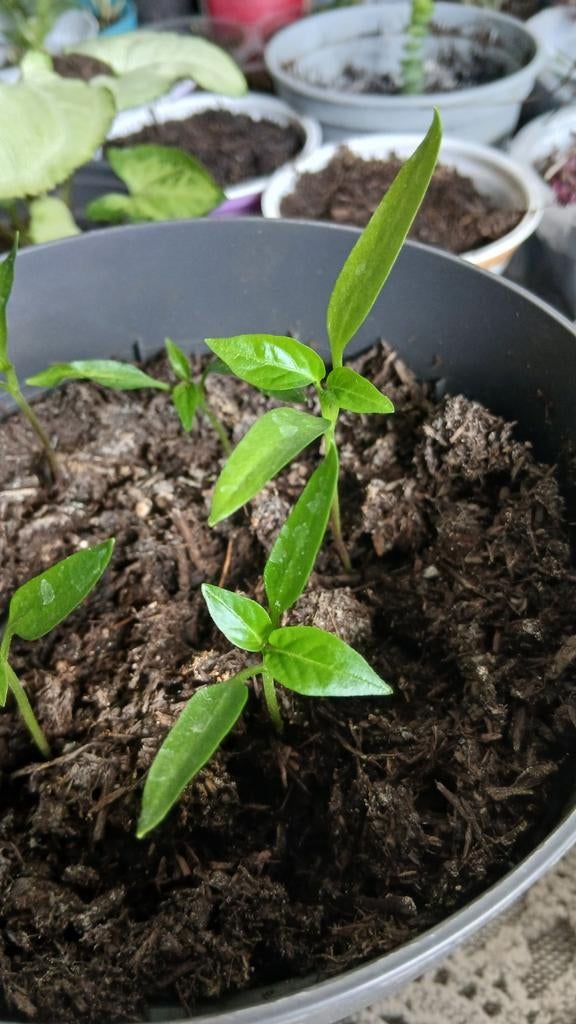 Spaanse peper planten te koop, Ophalen, Eenjarig, Kruiden