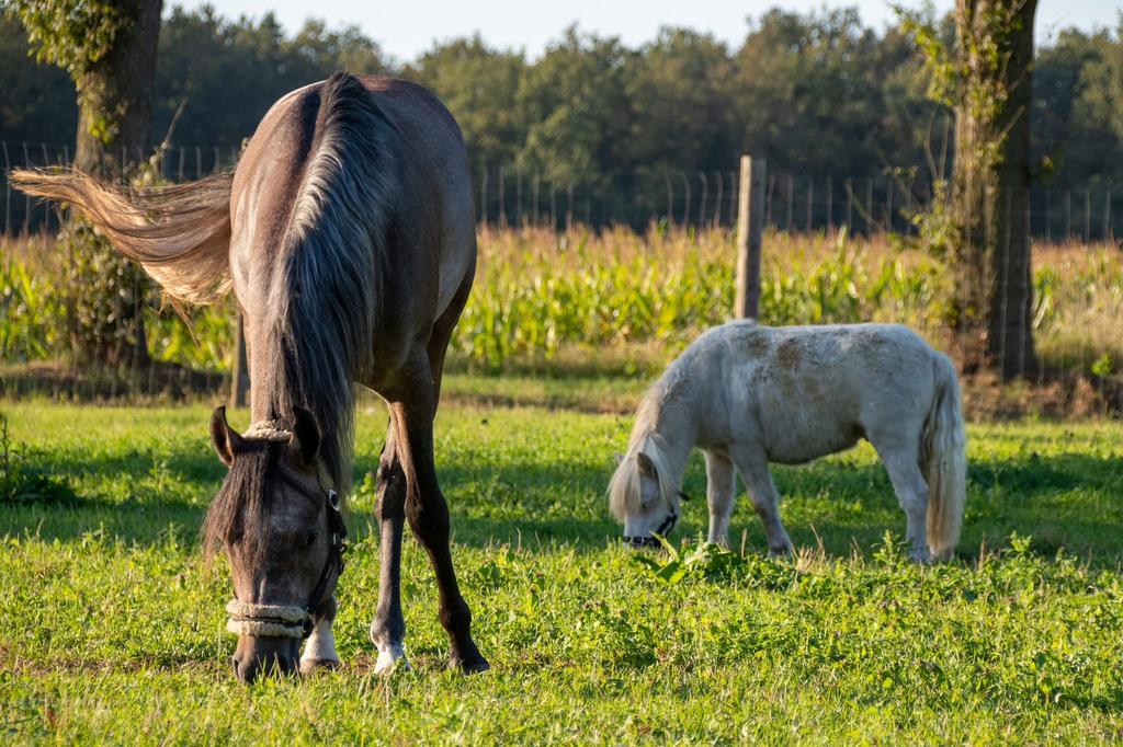 Gezocht verzorgster, Dieren en Toebehoren