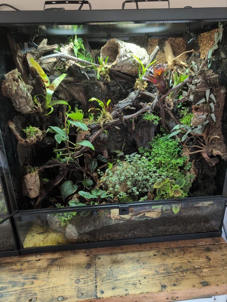 Paludarium, Ophalen, Nieuw, Terrarium of Paludarium