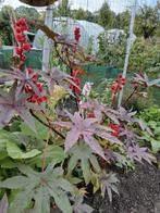 Wonderboom van Zanzibar zaden, Ophalen, Voorjaar, Volle zon, Zaad