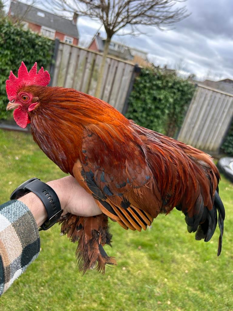 GRATIS jonge haan. Sabelpootkriel / Cochin, Dieren en Toebehoren, Pluimvee, Mannelijk, Kip