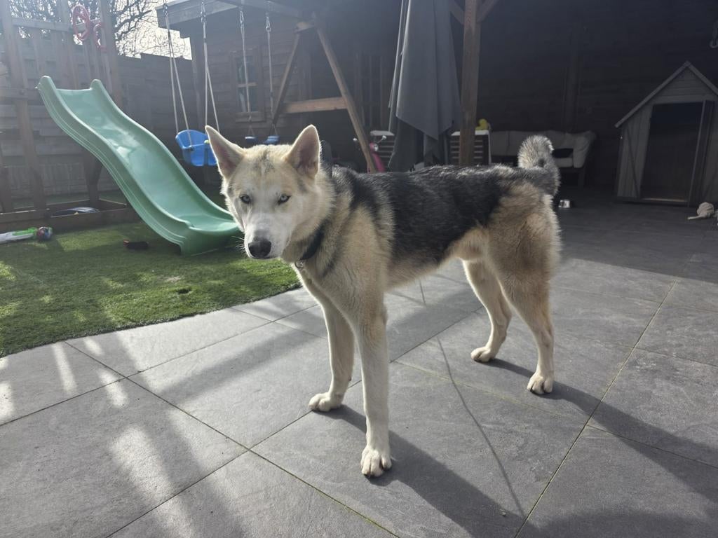 Dekreu beschikbaar – Husky Akita kruising - niet te koop, Reu, 1 tot 2 jaar, Parvo, Eén hond