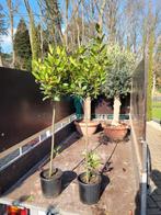 Laurier Nobilis - Eetbare Laurierboom, Ophalen, Volle zon, Vaste plant, Kruiden