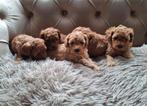 Toy poodle /dwerg poedel, Poedel, HCC (leverziekte), 8 tot 15 weken, Meerdere