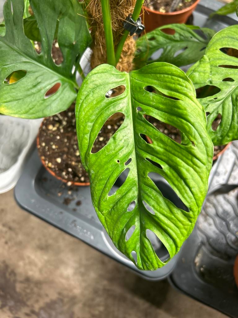 Monstera Esqueleto - 15cm pot, 60cm hoog, Huis en Inrichting, Kamerplanten, Ophalen of Verzenden