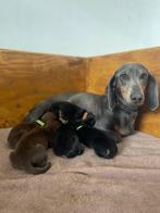 Update 3 Teckelpups, Dieren en Toebehoren, Honden | Teckels en Dashonden, 8 tot 15 weken, Korthaar, Dwerg, Meerdere