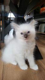 Ragdoll kitten katertje, Dieren en Toebehoren, 0 tot 2 jaar