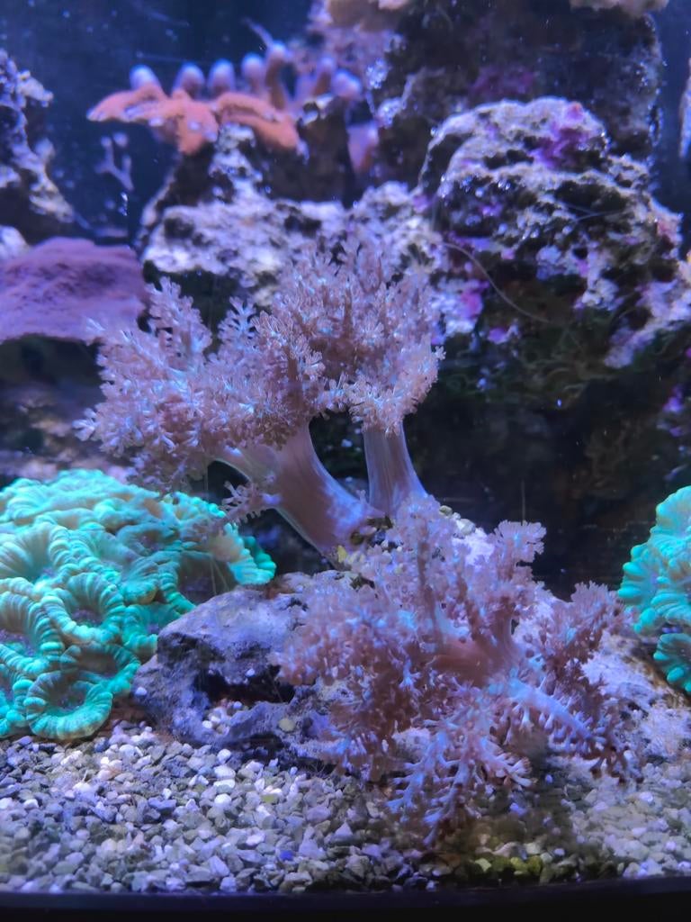 Keniaboom koraal, Ophalen, Nieuw, Gevuld zeewateraquarium