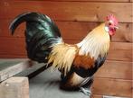 Hollandse krielen geelpatrijs, Dieren en Toebehoren, Pluimvee, Meerdere dieren, Kip