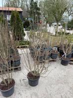 Hibicus super nette struiken hoog 125+ kleur verrasing, Vaste plant, Halfschaduw, Zomer, Ophalen