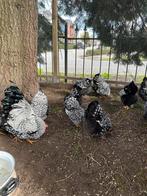 Wyandotte kriel zilver-zwart gezoomd, Meerdere dieren, Kip