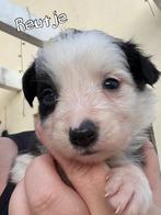 Border collie pups, 8 tot 15 weken, Collie, Meerdere, Meerdere dieren