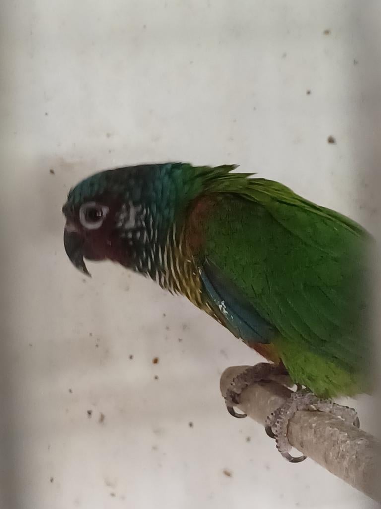 Pyrrhura Emma Venezuela parkiet, Meerdere dieren, Parkiet