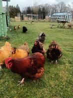 BROEDEIEREN ORPINGTON GROOT VEELKLEURIG TE KOOP IN EIBERGEN, Meerdere dieren, Kip