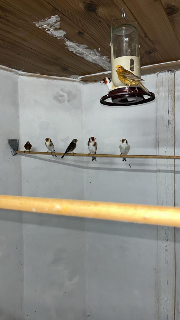 Majoor putters, Dieren en Toebehoren