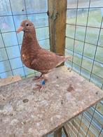 Postduiven duiven te koop, Meerdere dieren, Postduif