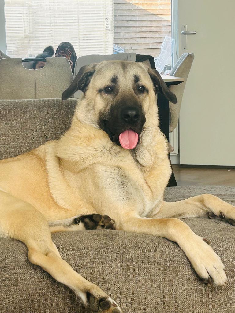 Kangal Reu | MET SPOED HUISJE GEZOCHT!|, Dieren en Toebehoren, Reu, 1 tot 2 jaar, Parvo, Eén hond