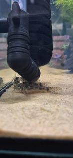 Corydoras paleatus, Dieren en Toebehoren, Vissen | Aquariumvissen, Vis