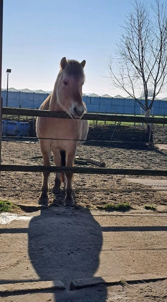 Verzorgster 18+ gezocht, Ophalen, Nieuw