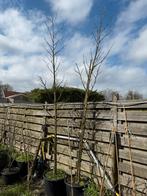 Liquidambar of amberboom zuilvormig pot gekweekt 4 meter, Bloeit niet, Zuilboom, Ophalen, Volle zon