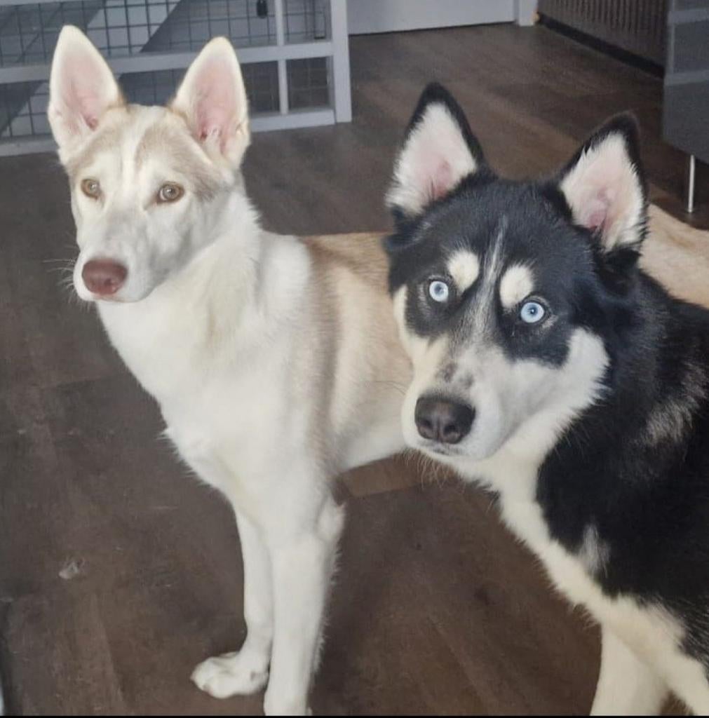 Prachtige beige/wit Siberische husky teef, 15 weken tot 1 jaar, Parvo, Teef, Poolhond