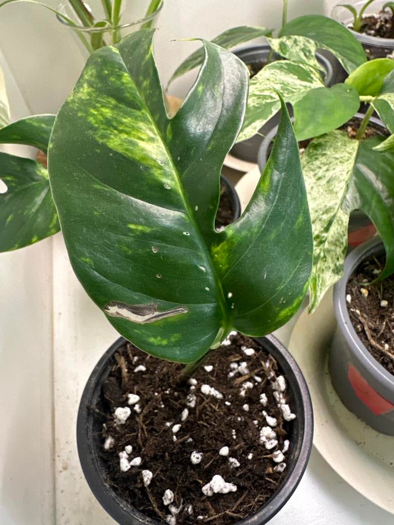 Epipremnum pinnatum Cintho Goldfinger bladstek #2, Huis en Inrichting, Kamerplanten, Ophalen