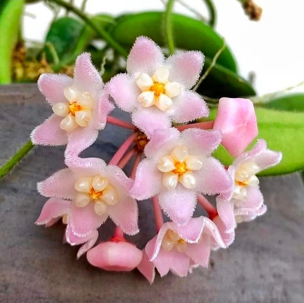 Hoya Thomsonii pink, Huis en Inrichting, Kamerplanten, Verzenden, Overige soorten, Halfschaduw, Minder dan 100 cm