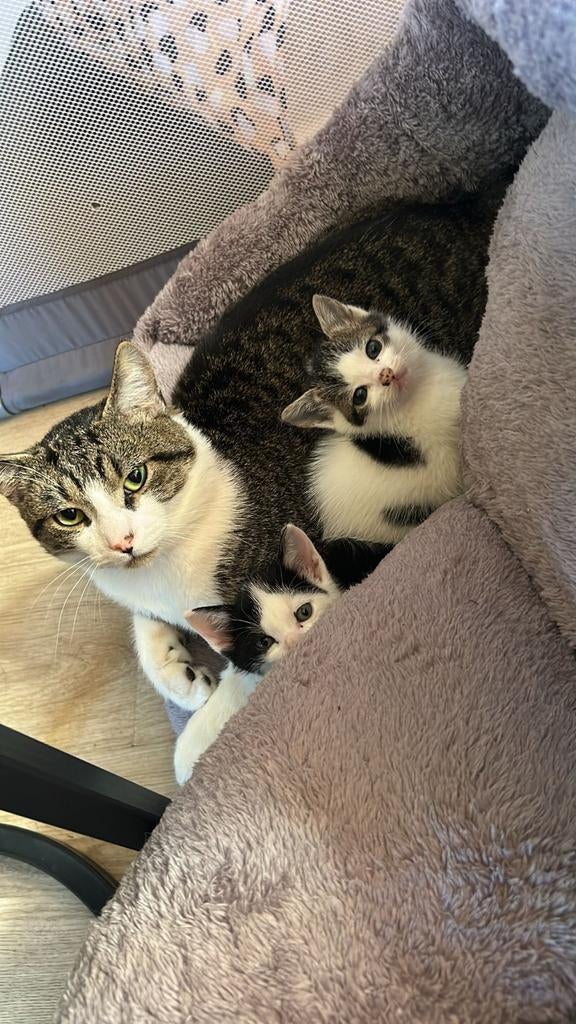 Kittens, Dieren en Toebehoren, Katten en Kittens | Overige Katten, Meerdere dieren