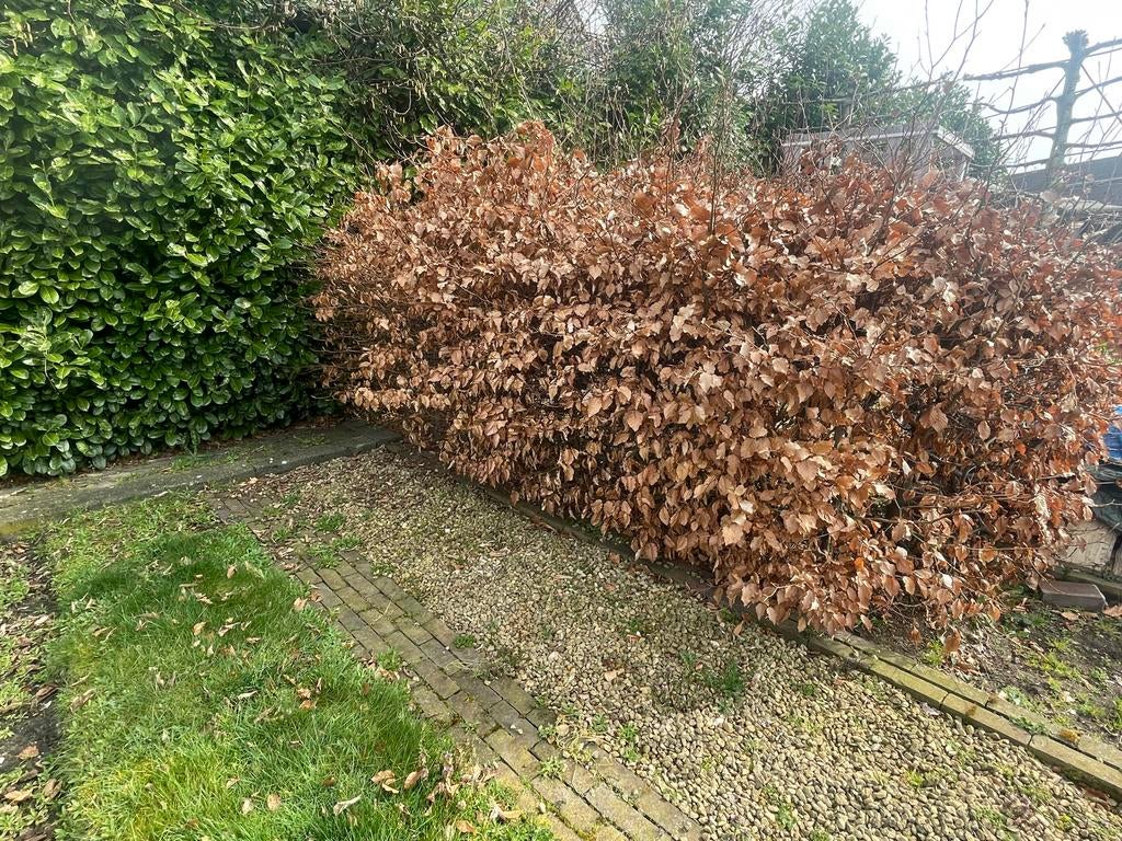 Rode Beukenhaag (bladhoudend) te koop, Vaste plant, Bloeit niet, Halfschaduw, Ophalen