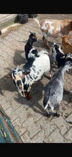 Mooie bonte geitenbok!, Dieren en Toebehoren, Mannelijk, Kip