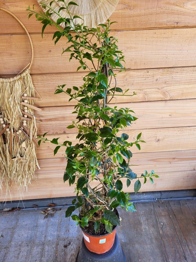 Bougainville 2x, Tuin en Terras, Ophalen, Overige soorten, Minder dan 100 cm