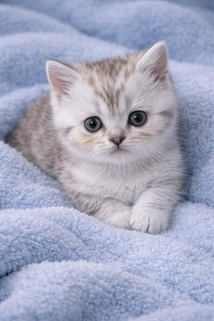 Prachtige British Shorthair(Britse korthaar)x Exotic kittens, Dieren en Toebehoren, Katten en Kittens | Raskatten | Korthaar, Meerdere dieren