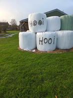 Hooi, Mannelijk, Schaap