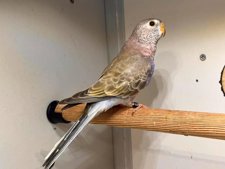 Bourke wildkleur pop, Dieren en Toebehoren, Vogels | Parkieten en Papegaaien, Parkiet, Meerdere dieren, Geringd