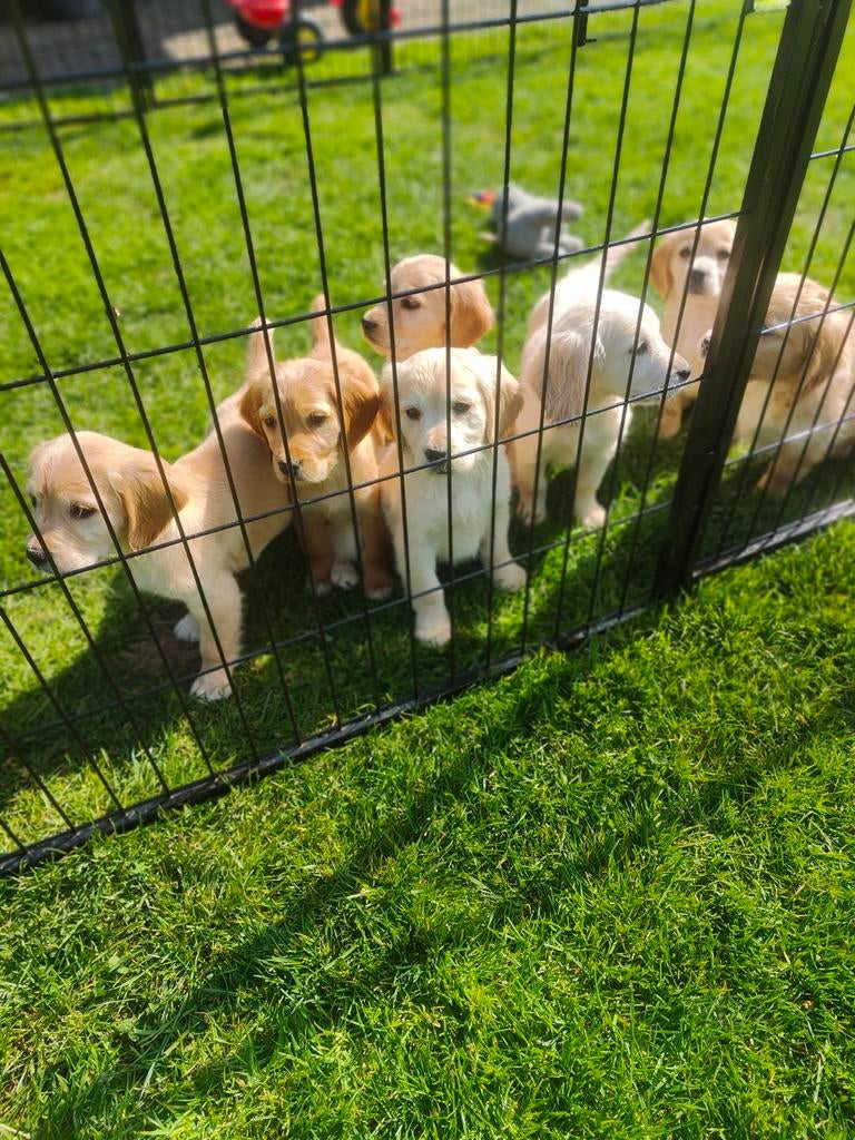 Golden cocker puppie,s  (Beide ouders aanwezig), Dieren en Toebehoren, Honden | Retrievers, Spaniëls en Waterhonden, Parvo, Nederland
