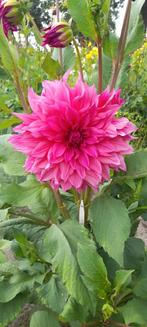 Dahlia, Ophalen of Verzenden, Voorjaar, Volle zon, Knol