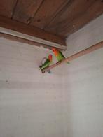 Jongen agaporniden, Meerdere dieren, Parkiet, Geringd