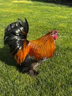 Prachtig haantje (kriel) Brahma, Mannelijk, Kip