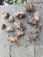 Acht tot twaalf aardperen - Direct uit eigen tuin!, Tuin en Terras, Bloembollen en Zaden, Ophalen, Najaar, Volle zon, Knol