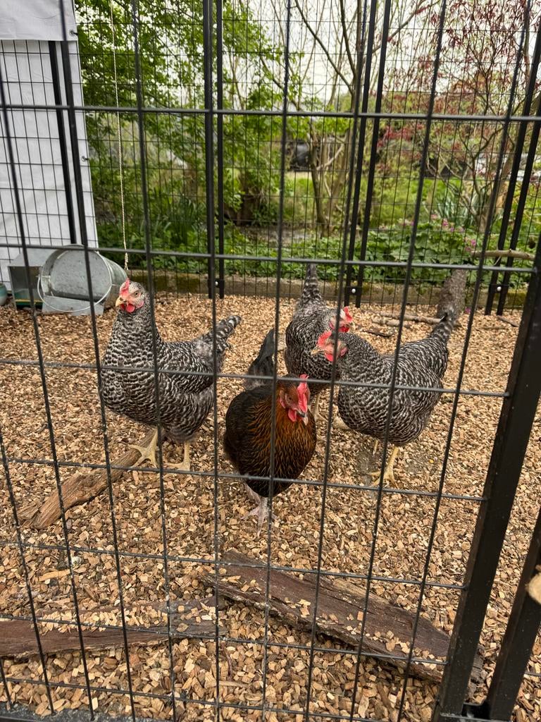 Nestera kippen nachthok verhoogd L met kippenren, Vrouwelijk, Kip