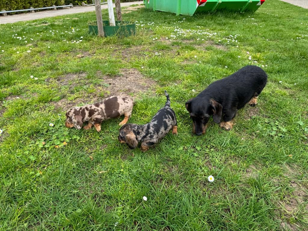 Merle Dwergteckel pups, Dieren en Toebehoren, Honden | Teckels en Dashonden, Parvo, 8 tot 15 weken, Korthaar, Dwerg