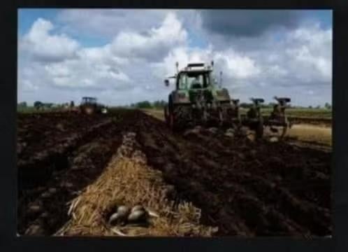 Friesland Landbouw Trekkers Tractoren Vogelnest Eieren., Ophalen of Verzenden, 1980 tot heden, Ongelopen, Friesland