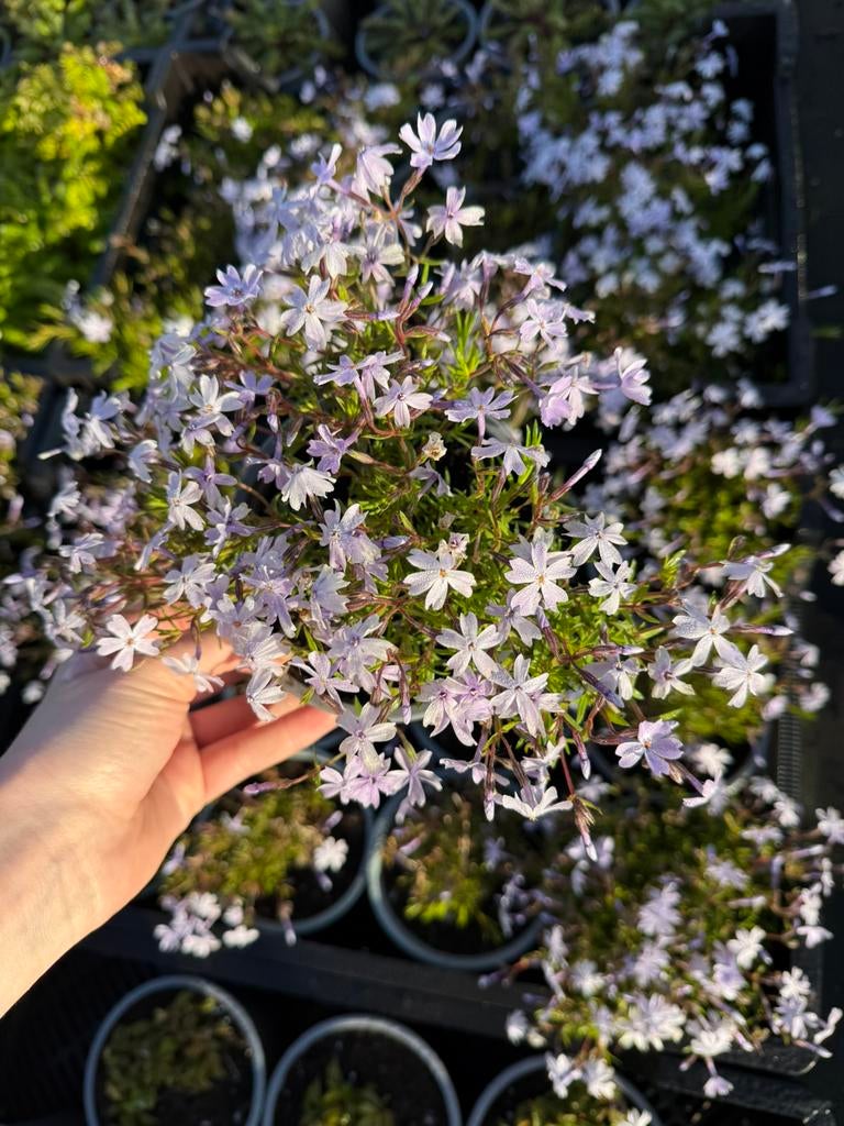 Phlox subulata paars, Tuin en Terras, Ophalen, Overige soorten, Minder dan 100 cm