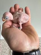 Jonge halsbandparkieten voor handopfok, Meerdere dieren, Parkiet