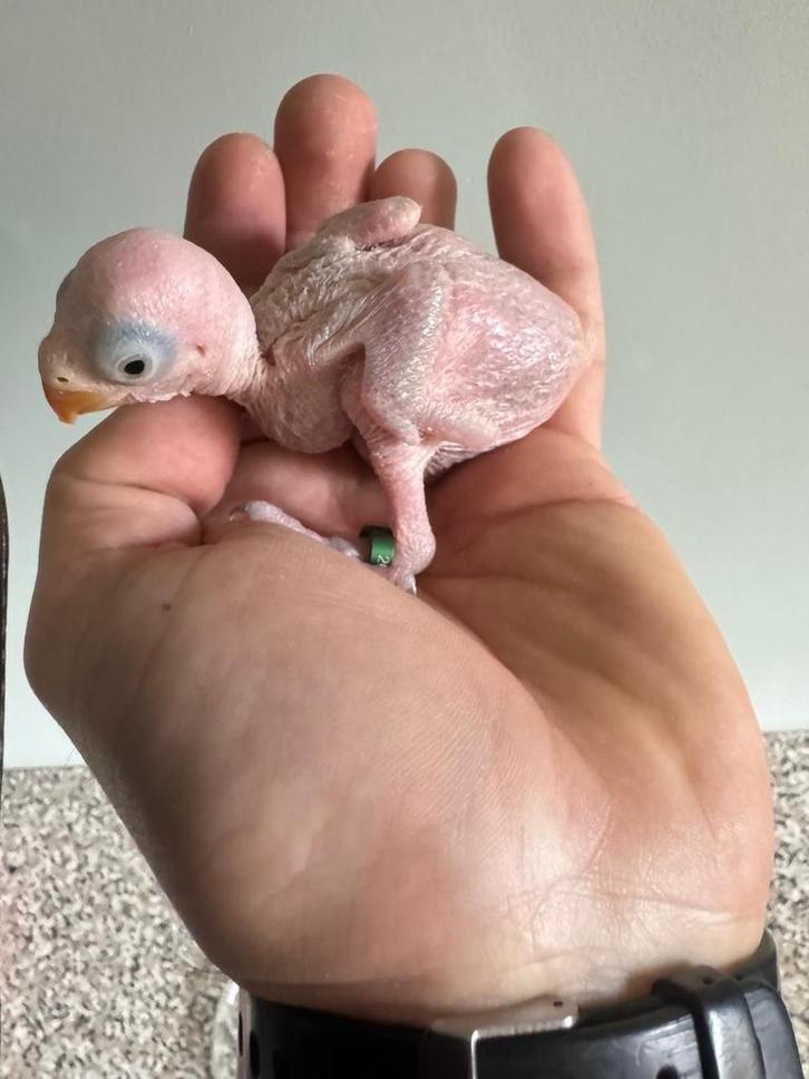 Jonge halsbandparkieten voor handopfok, Dieren en Toebehoren, Vogels | Parkieten en Papegaaien, Parkiet, Meerdere dieren