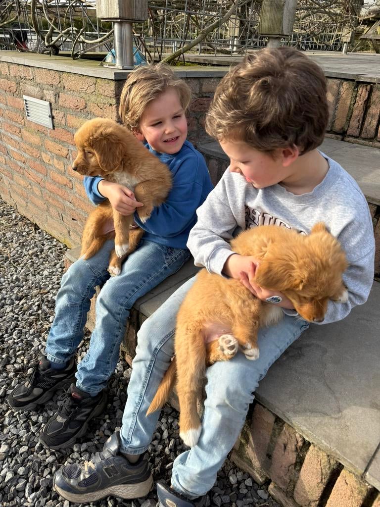 Nova scotia duck tolling retriever, Dieren en Toebehoren, Honden | Retrievers, Spaniëls en Waterhonden, Nederland, Parvo, 8 tot 15 weken