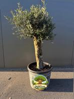 Dikke Olijfboom mediterrane pracht voor jouw tuin., Ophalen, Vaste plant, Overige soorten, Volle zon