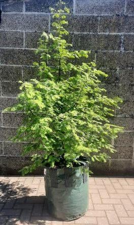 Metasequoia glyptostroboides  / water cipres bomen: 1,5 m, Tuin en Terras, Planten | Bomen, Bloeit niet, Overige soorten, 100 tot 250 cm